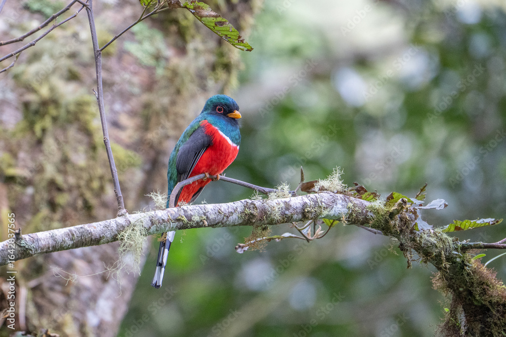 Fototapeta premium Collared Trogon - Trogon collaris, beautiful colored bird from Andean slopes of South America, Guango lodge, Ecuador