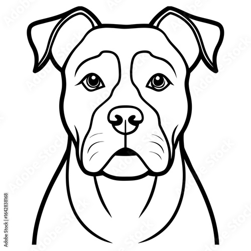 Head portrait of a staffordshire bull terrier dog isolated on white background
