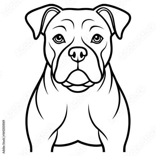 Front view of a staffordshire bull terrier dog isolated on white background