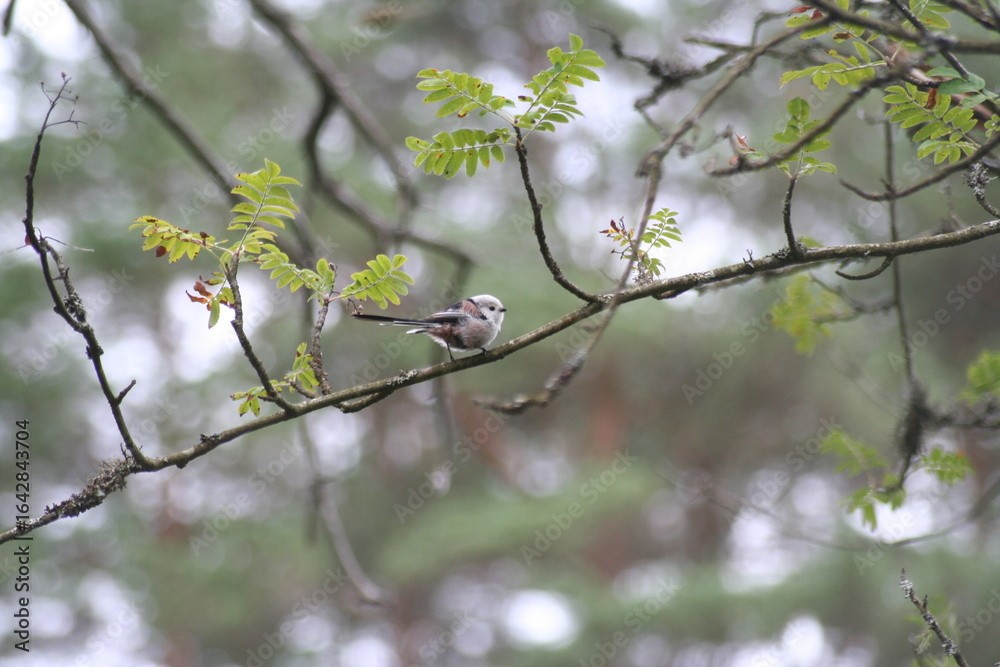 Tail tit on branch looking at camera in forest Tail tit on branch looking at camera in forest