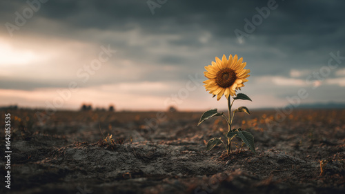 Single sunflower in empty field 