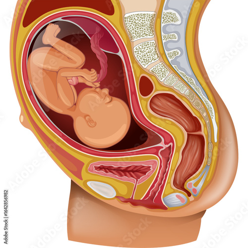 Fetal development anatomy illustration, showing a fetus inside a pregnant woman's body with internal organs visible.