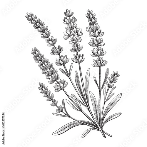 lavender flower with branch woodcut engraving vector illustration
