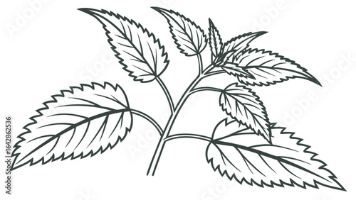 Detailed line art drawing of nettle plant leaves and stem for botanical study and educational resources