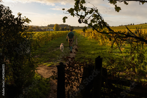 Vintner walks dog through English Vineyard in Surrey Hills in the early morning sunrise in Autumn