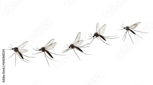 Multiple Mosquitoes in Flight Against White Background