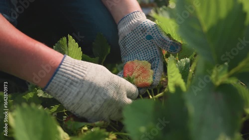 Close up of gloved hands harvesting misshapen strawberry fruit from plant in sunlit garden bed, focusing on hand movement and fruit detail among dewy green foliage