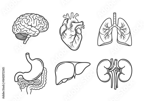 Line drawings of major human organs: brain, heart, lungs, stomach, liver, and kidneys.