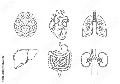 Outline illustrations of major human organs, including brain, heart, lungs, liver, intestines, and kidneys.