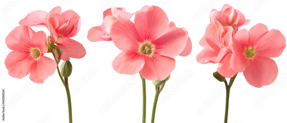Obraz premium Pink Flowers Isolated on Transparent Background in Detailed Close-Up View Showcasing Petals and Stems