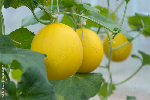 Foto Closeup to Fresh golden melon in greenhouse of farm