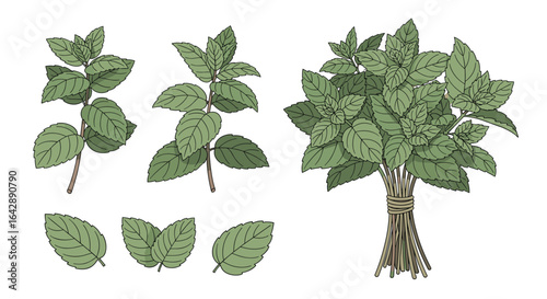 Fresh green herb sprigs and loose leaves isolated on white background ideal for culinary designs and illustrative projects