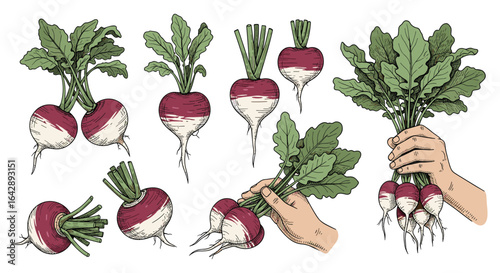 A collection of freshly harvested root vegetables with green leaves and dirt clinging to them