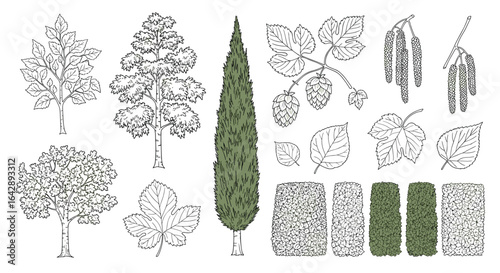 A comprehensive collection of hand-drawn botanical illustrations featuring various trees shrubs and other greenery for landscape design and artistic projects