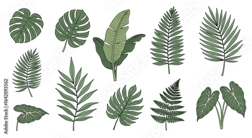 A diverse collection of green tropical jungle plant leaves in an artistic botanical illustration style