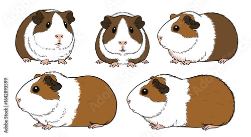 Adorable guinea pig collection featuring multiple views and poses of these cuddly rodents