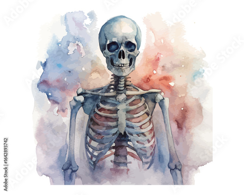 watercolor Skeleton vector illustration isolated on white background