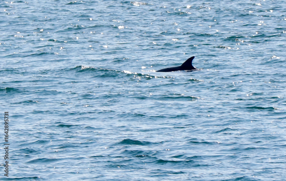 Fototapeta premium A dolphin is swimming in the ocean