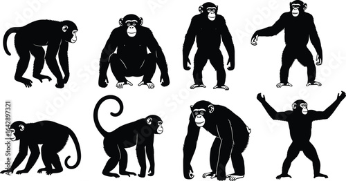 Monkey and ape silhouettes, various primate poses, wildlife illustration set, jungle animals vector, educational zoology graphic, nature-themed design elements