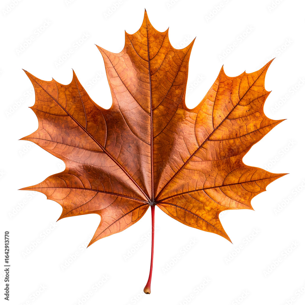 Fototapeta premium Isolated Brown Maple Leaf Floating on Transparent Background