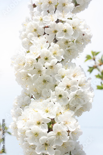 white lilac flowers