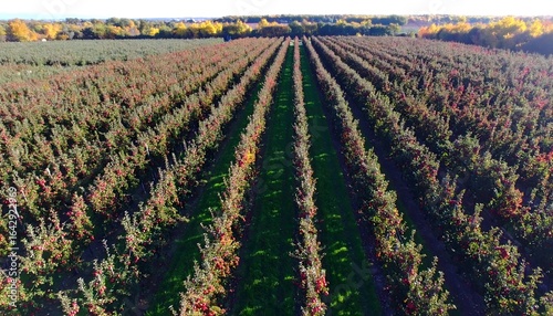 Aerial View of a Lush Apple Orchard with Rows of Fruit Trees.