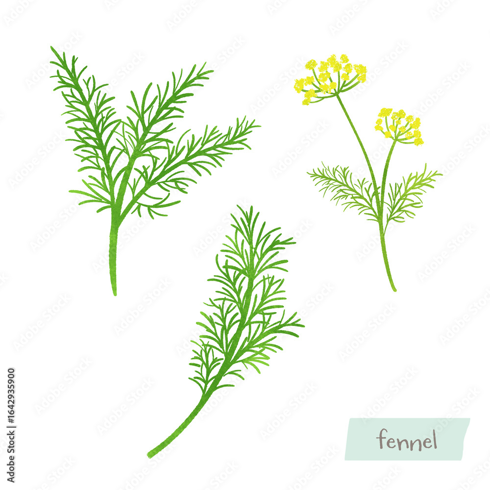 Fototapeta premium フェンネルの葉と花の水彩イラスト 