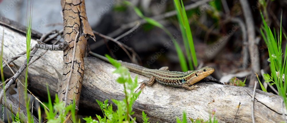Obraz premium Peloponnes-Mauereidechse // Peloponnese wall lizard (Podarcis peloponnesiacus) - Kaiafa-See, Peloponnes, Griechenland