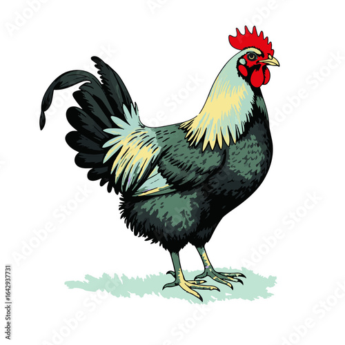 rooster, hen, bird, animal