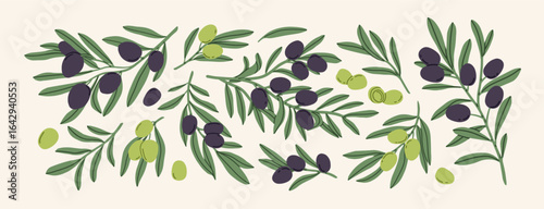 Olive tree branches, Italian and Greek food plant with green and black fruits, leaves. Mediterranean botanical decoration, natural oil vegetable growing on sprig. Isolated flat vector illustrations