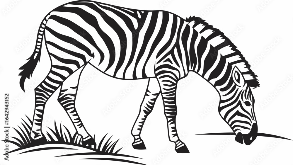 Obraz premium A zebra grazing in a field with black and white stripes and a short mane in a simple line drawing style silhouette