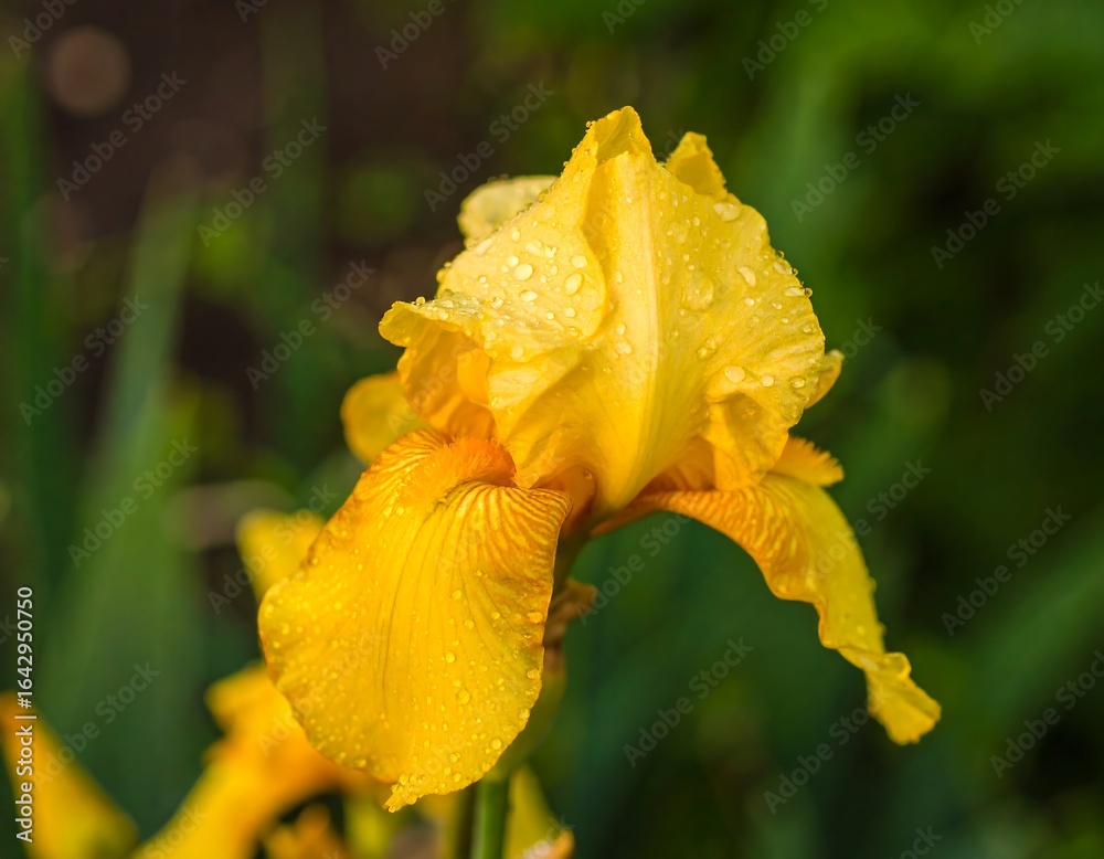 Close-up of a vibrant yellow iris flower, glistening with dew drops Close-up of a vibrant yellow iris flower, glistening with dew drops