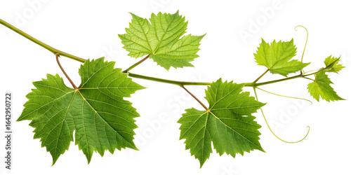 Vibrant Green Grape Leaves Branch Isolated on white background