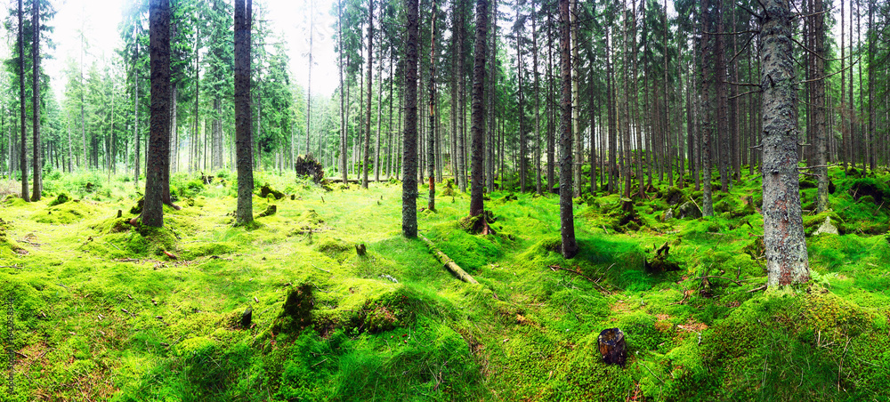 Fototapeta premium Beautiful evergreen forest with pine trees and trail. Nature background, landscape photography
