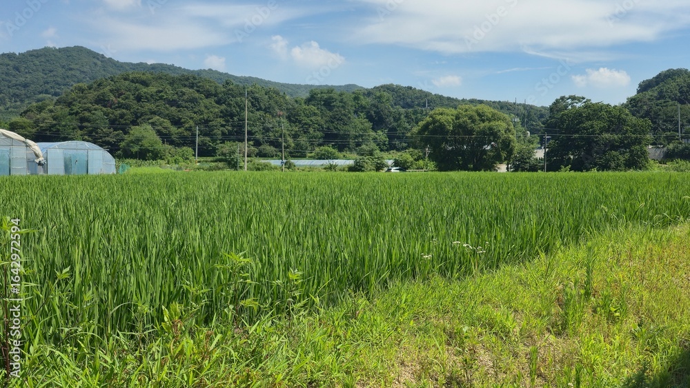 Fototapeta premium Lush green rice paddy stretching across rural landscape with mountains in the background