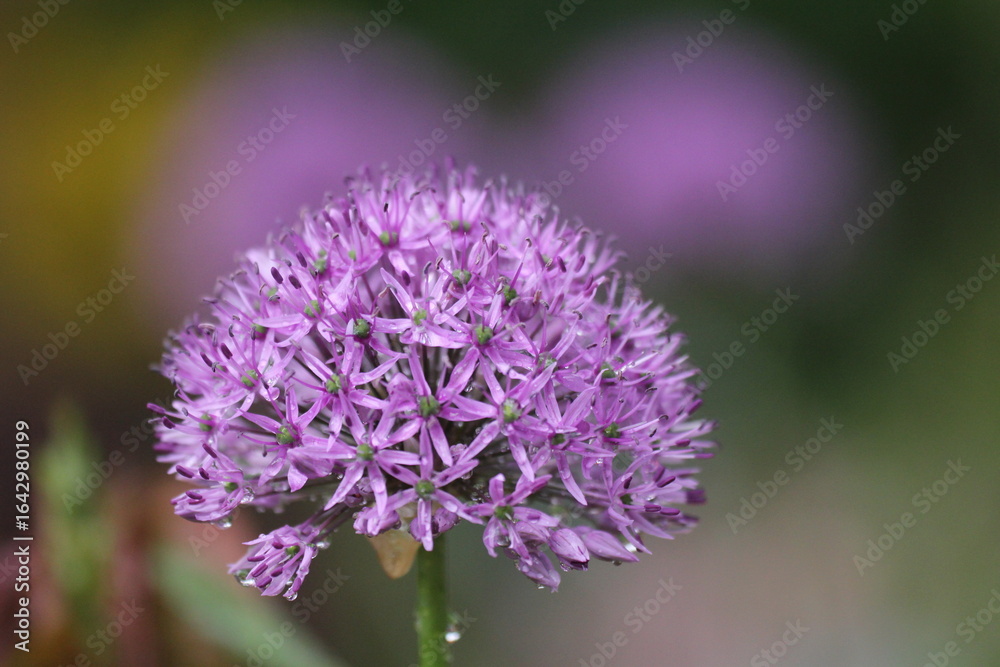 Fototapeta premium allium