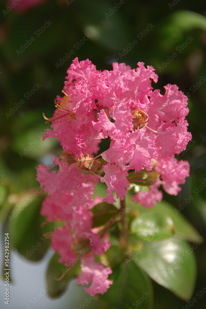 Fototapeta premium The crape myrtle flower (close-up，macro) / サルスベリの花(クローズアップ・マクロ撮り)