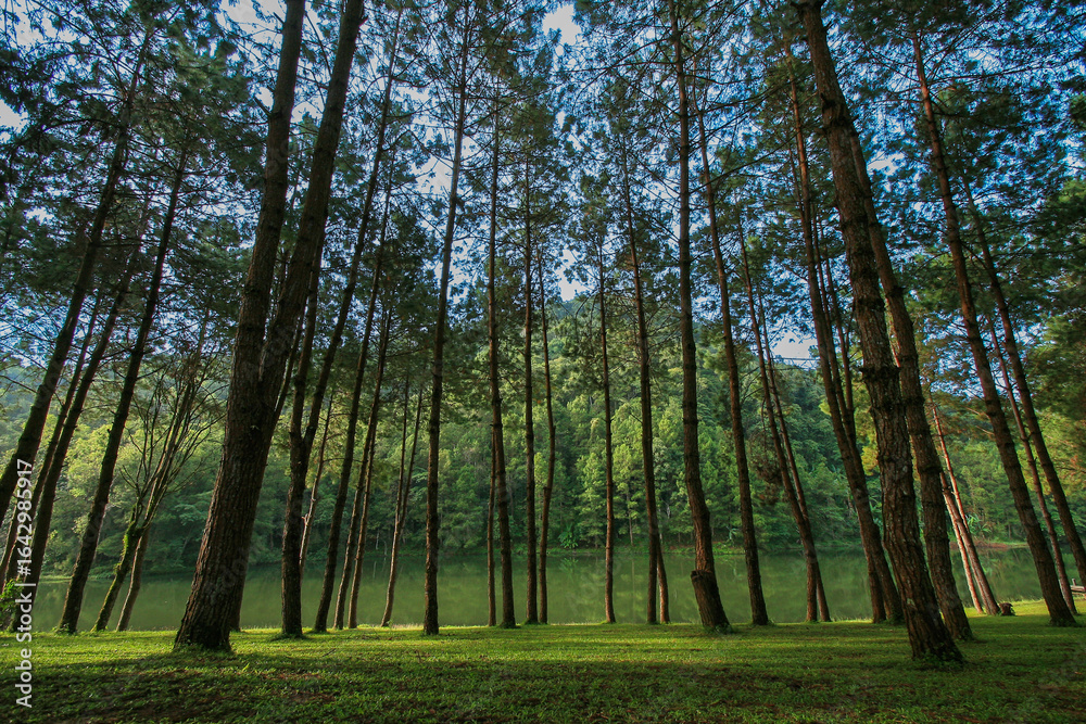 Naklejka premium green pine trees wood forest beside of small green lake in the morning sunshine
