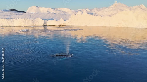 Humpback whales near icebergs from aerial view.
Humpback whale tail dripping water drops in arctic ocean with glaciers. Disko Bay glacier during midnight sun season of polar summer. Greenland