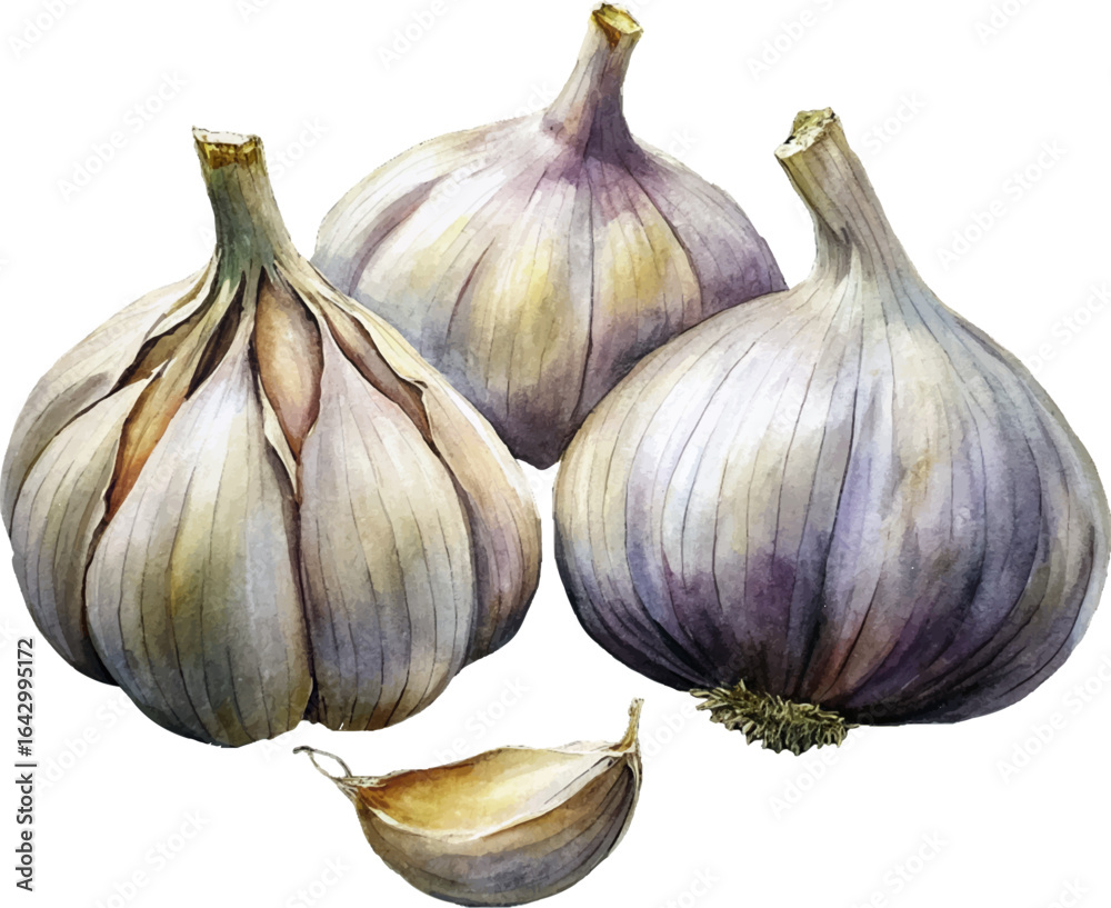 Fototapeta premium Watercolor garlic vector hand painted illustration