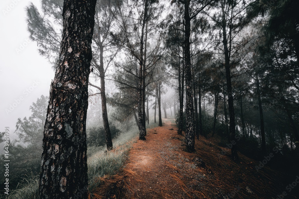 Fototapeta premium Misty path through a pine forest