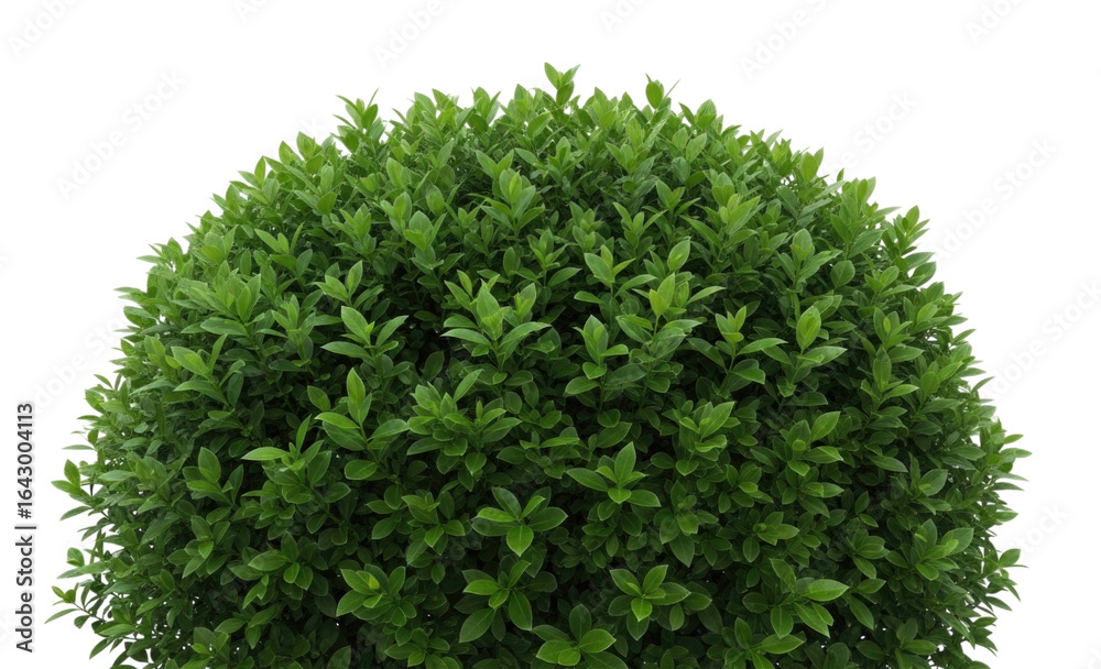 Naklejka premium Lush green shrub with dense foliage shaped in a round form cutout isolated on transparent bg, png
