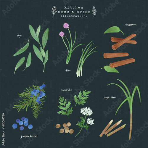 キッチンハーブとスパイスの水彩イラスト-2（背景 紺）
