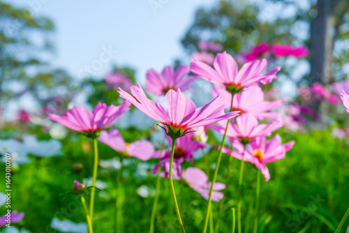 Beautiful pink cosmos flowers blooming in garden,spring season.