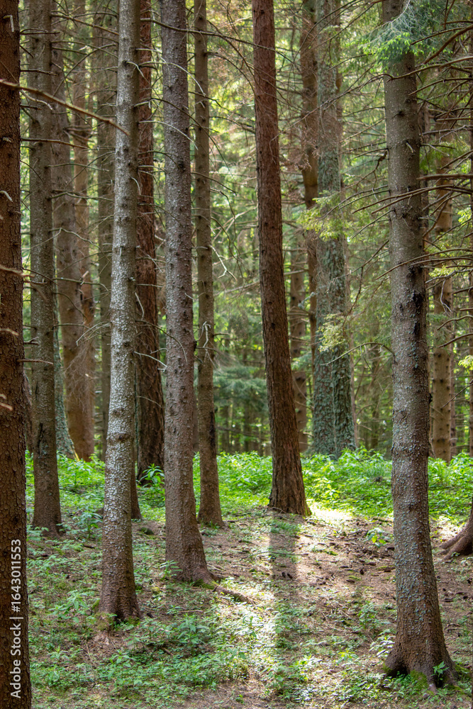 Fototapeta premium woods and forests in Europe, tall trees in the mountains