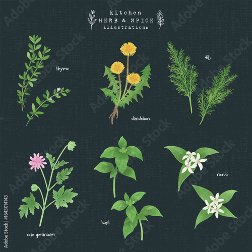 キッチンハーブとスパイスの水彩イラスト-3（背景 紺）
