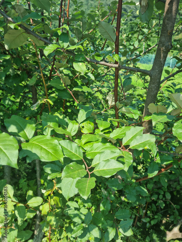 A close-up of a barley tree.