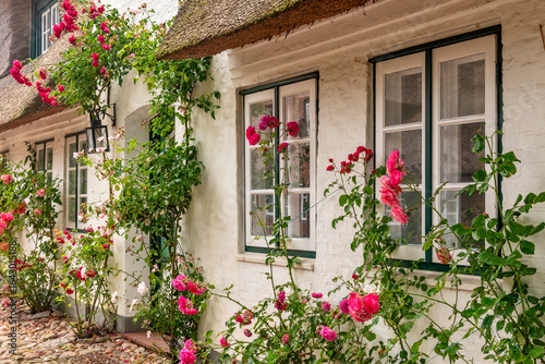 Schrägansicht eines typischen, weiß getynchten, alten Kapitänshaus in der Ortschaft Nieblum auf der Nordseeinsel Föhr mit Rosensträuchern an der Hauswand