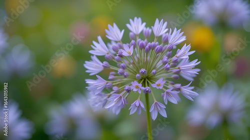 Closeup linum austriacum called also asian flax with blurred background in garden