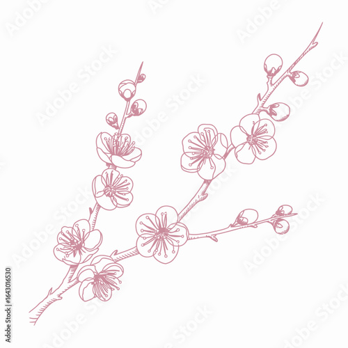 Elegant Plum Blossom Branch Illustration in Pink on White Background Detailed Floral Design for Creative Projects and Springtime Themes